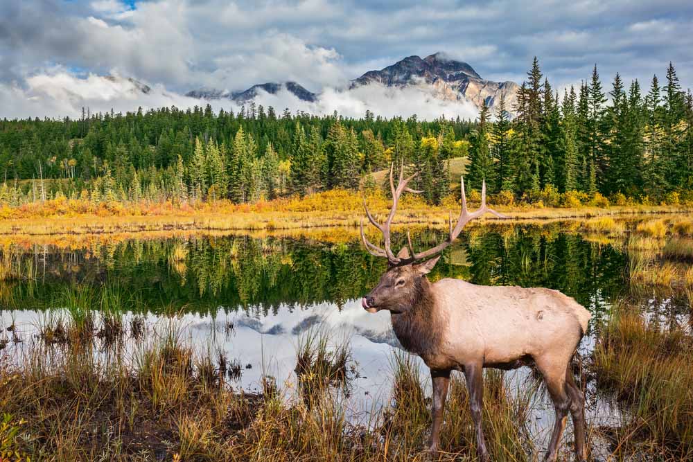 Jasper National Park een hoogtepunt tijdens een huwelijksreis Canada