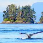 Walvis Canada